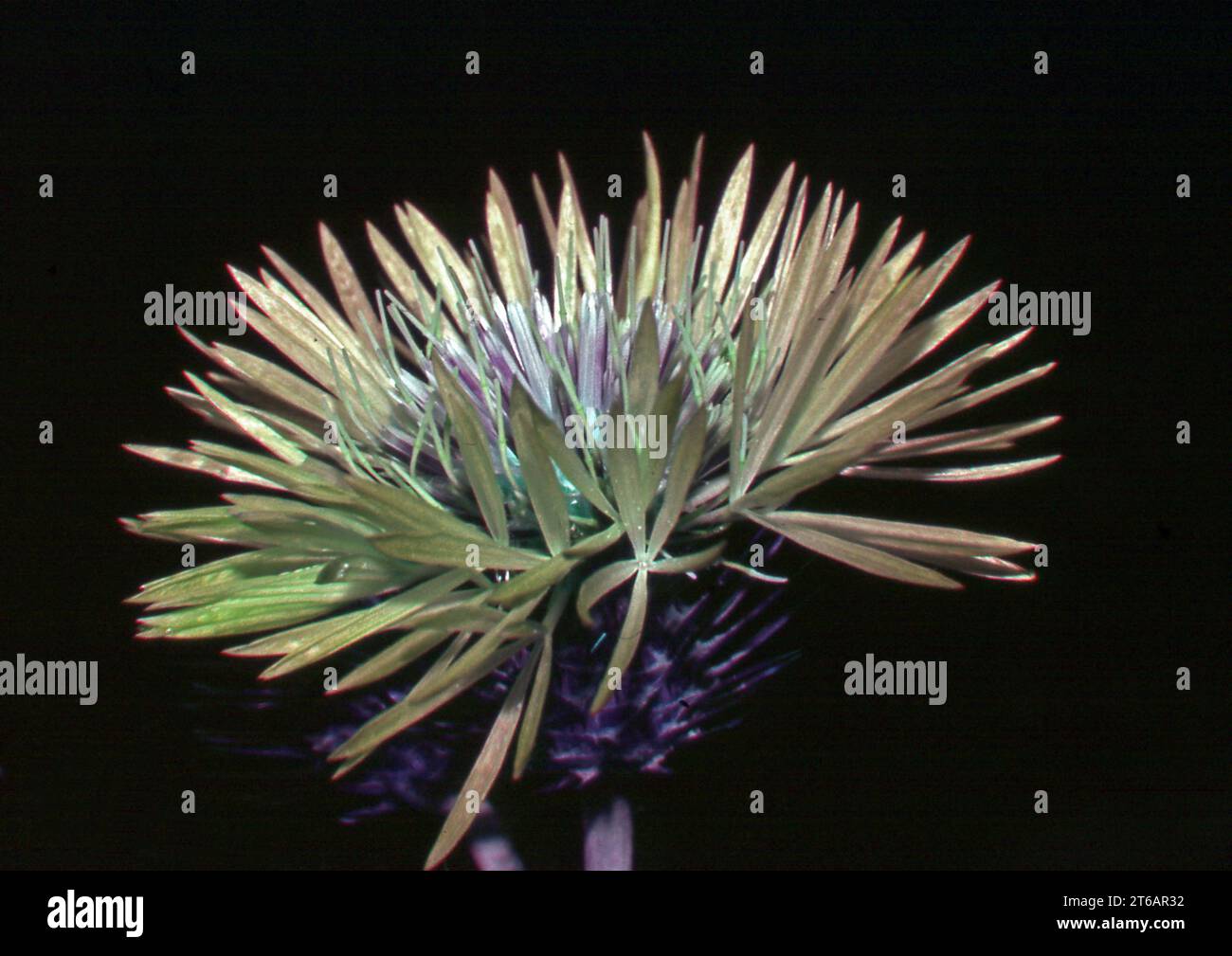 Galactites tomentosa i (traitement numérique) Banque D'Images