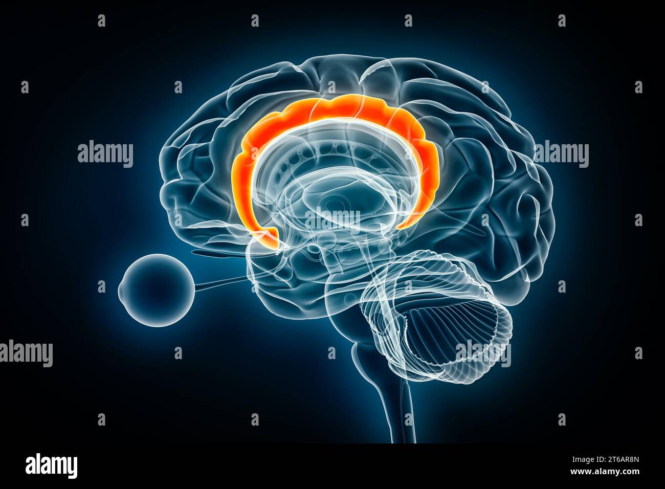 Illustration de rendu 3D de la vue radiographique Cingulatate Gyrus. Anatomie du cerveau humain et du système limbique, médical, santé, biologie, science, neurosciences, neur Banque D'Images