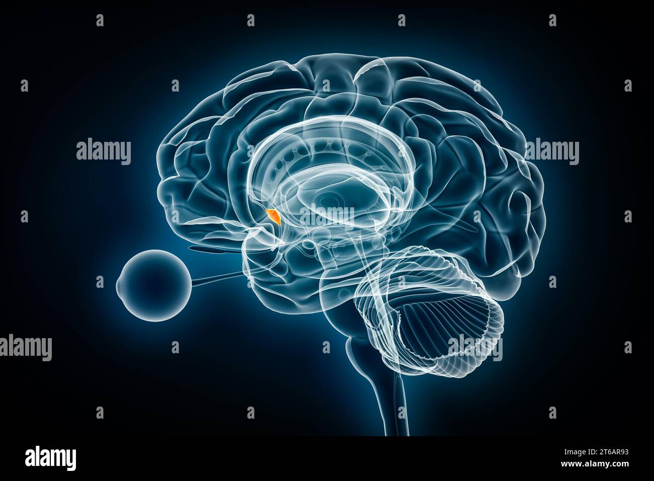 Illustration du rendu 3D de la vue radiographique du noyau septal. Anatomie du cerveau humain et du système limbique, médical, santé, biologie, science, neurosciences, neuro Banque D'Images