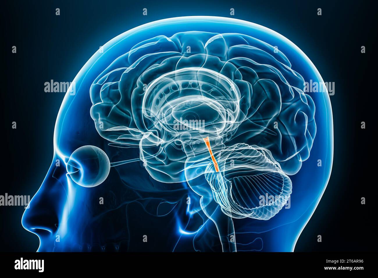 Vue rapprochée du profil radiographique cérébral ou de l'aqueduc sylvius vue en gros plan 3D avec contours corporels. Anatomie du cerveau humain et du système ventriculaire, med Banque D'Images