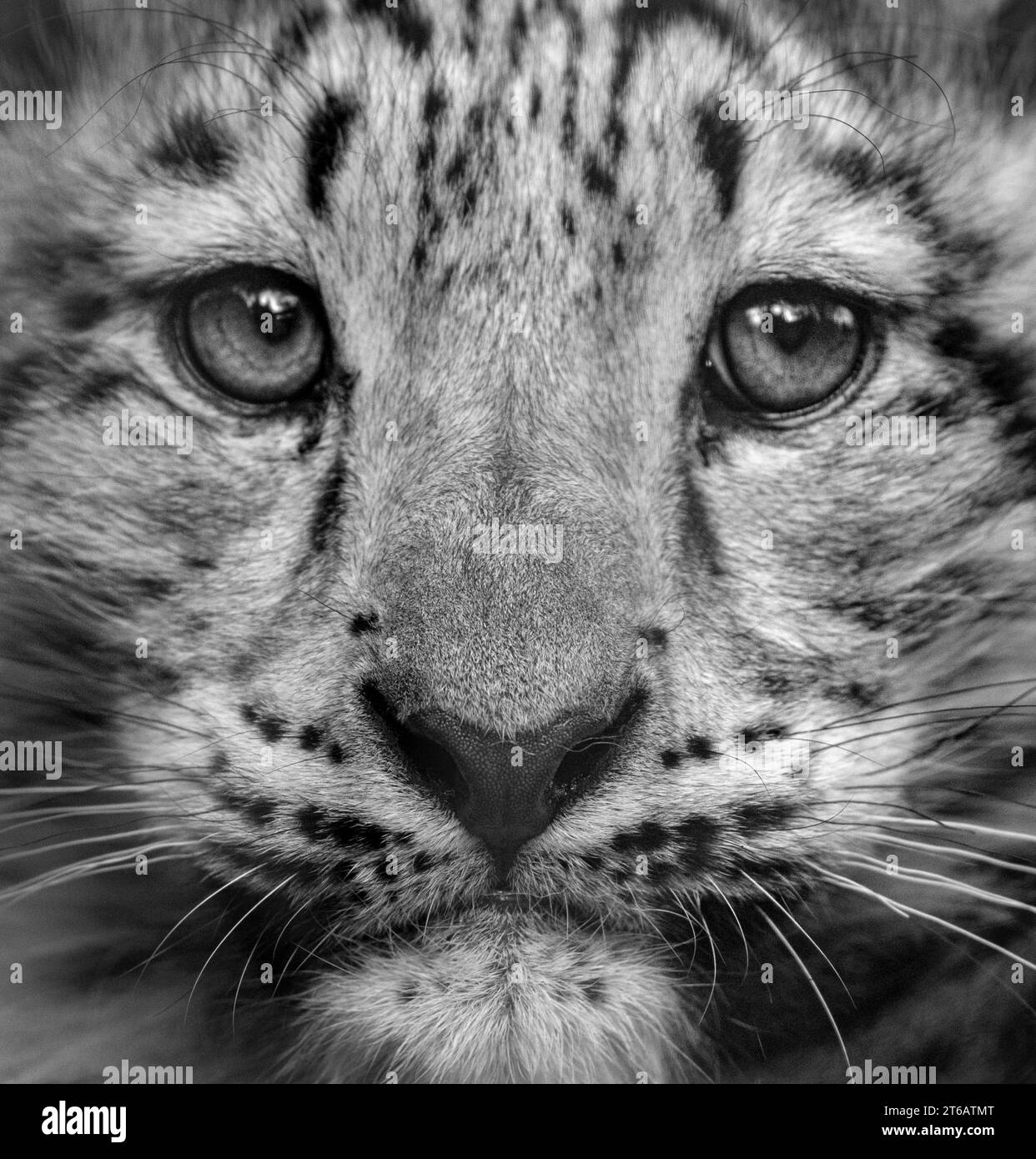 Leopard des neiges et son petit Banque d'images noir et blanc Alamy — free download
