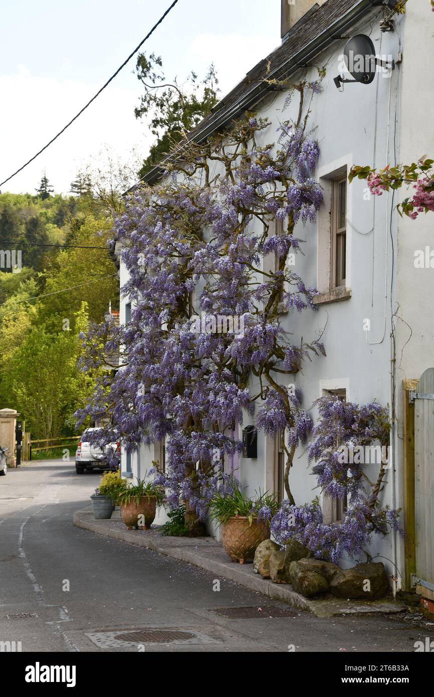 Wisteria à Inistioge, Co. Kilkenny, Irlande. Banque D'Images