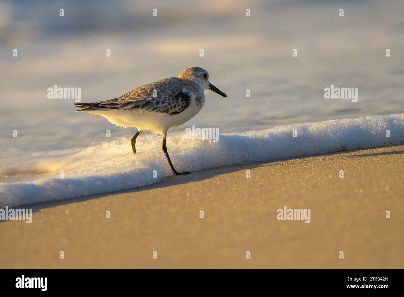 Un petit échassier se tient dans le sable sur la plage, avec de douces vagues de l'océan roulant à proximité Banque D'Images