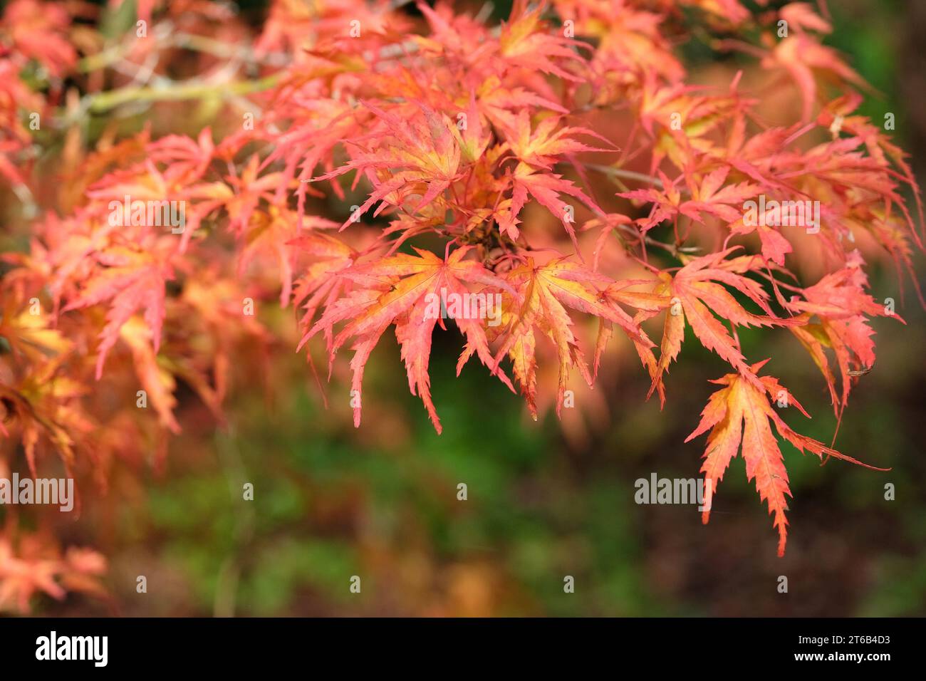 Les feuilles rouges et oranges de l'acer palmatum Kamagata, érable japonais à l'automne. Banque D'Images