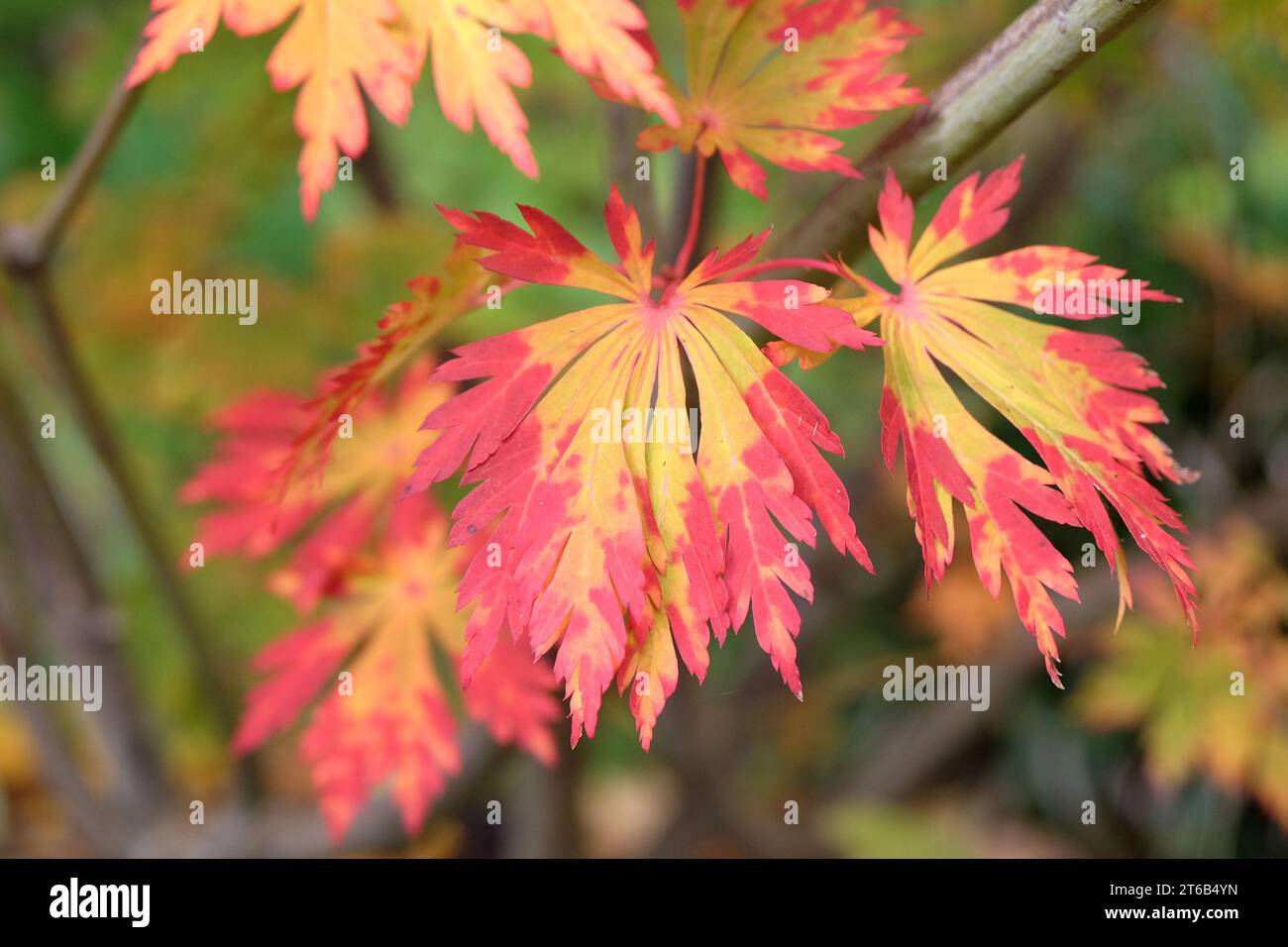 Feuilles d'automne rouges et oranges de l'Acer japonicum 'AconitifoliumÕ, également connu sous le nom d'érable de pleine lune ou érable duveteux japonais, lors de son exposition d'automne. Banque D'Images