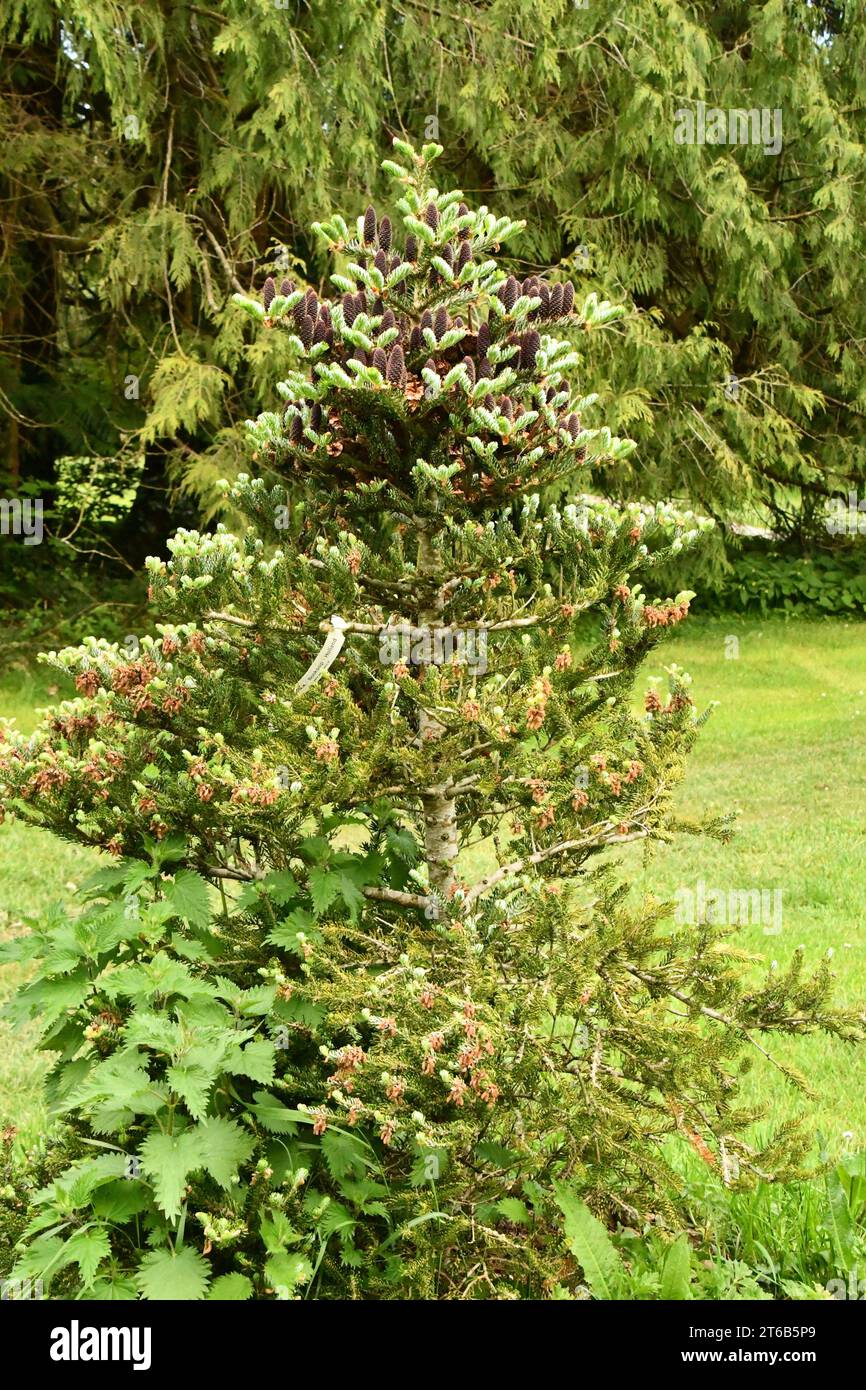Sapin coréen, Woodstock Gardens et Arboretum Banque D'Images