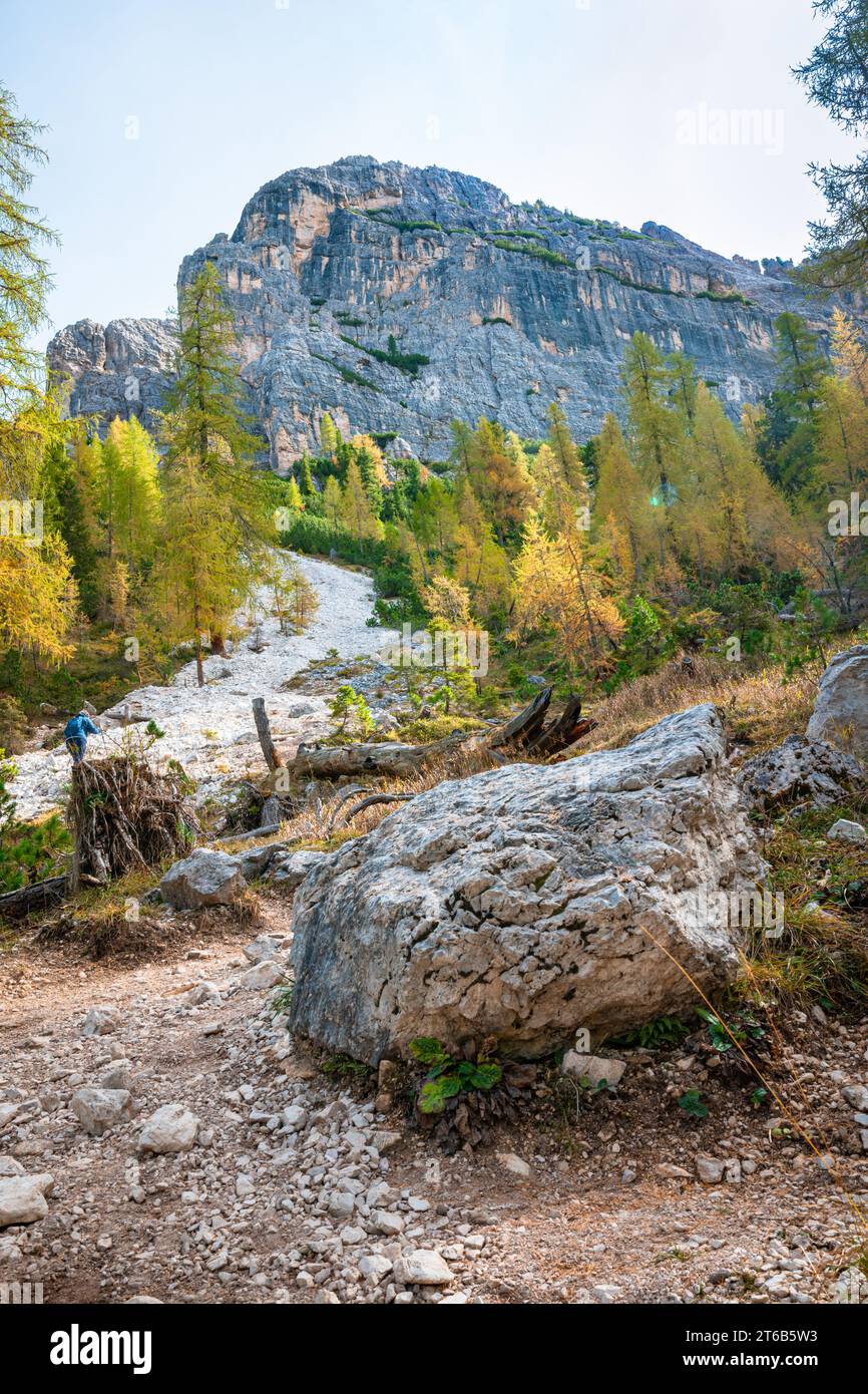 Mélèze sur terrain rocheux dans les Dolomites, Italie Banque D'Images