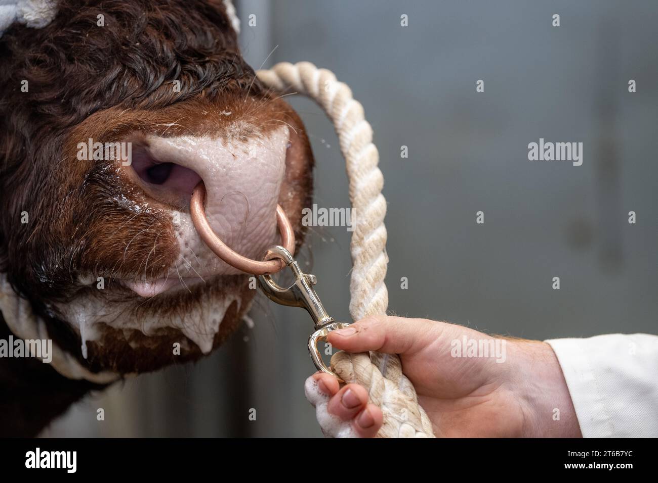 Gros plan du nez d'un taureau Saler, avec un anneau de nez et halter dessus pour le contrôler. Écosse, Royaume-Uni. Banque D'Images