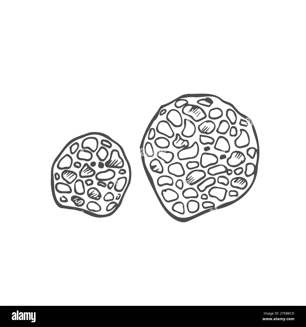 Champignons Truffle Doodle. Croquis vectoriel graphique isolé sur blanc Illustration de Vecteur
