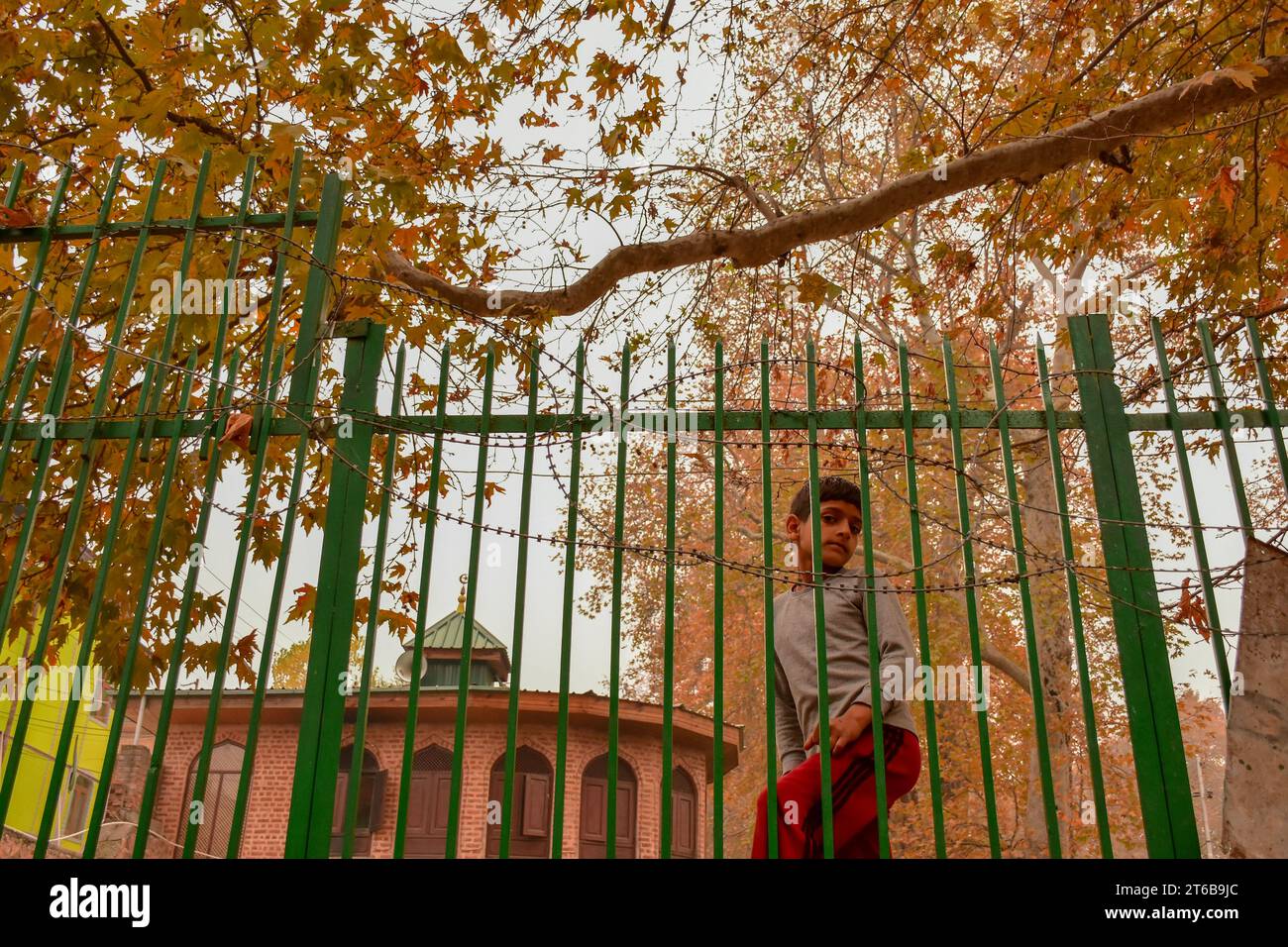 Srinagar, Inde. 09 novembre 2023. Un garçon cachemiri vu près de la clôture pendant une journée d'automne à Srinagar. L'automne, connu localement sous le nom de Harud, est une saison de récolte au Cachemire avec des arbres changeant de couleur tandis que les heures de lumière du jour deviennent plus courtes à l'approche de l'hiver. (Photo Saqib Majeed/SOPA Images/Sipa USA) crédit : SIPA USA/Alamy Live News Banque D'Images