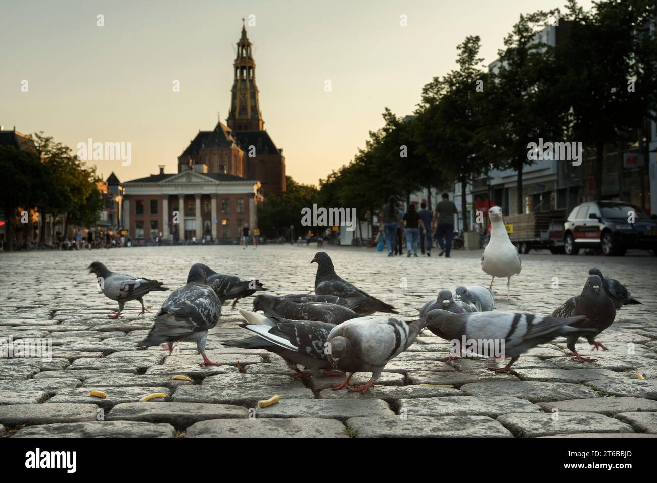 Les pigeons mangent les restes de chips sur le Vismarkt dans la ville de Groningen un soir d'été. En arrière-plan de l'A-kerk. Banque D'Images