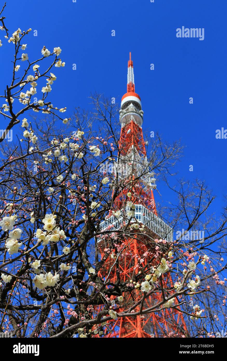 Beaux paysages japonais « Plum Blossoms Blooming in Spring » Banque D'Images