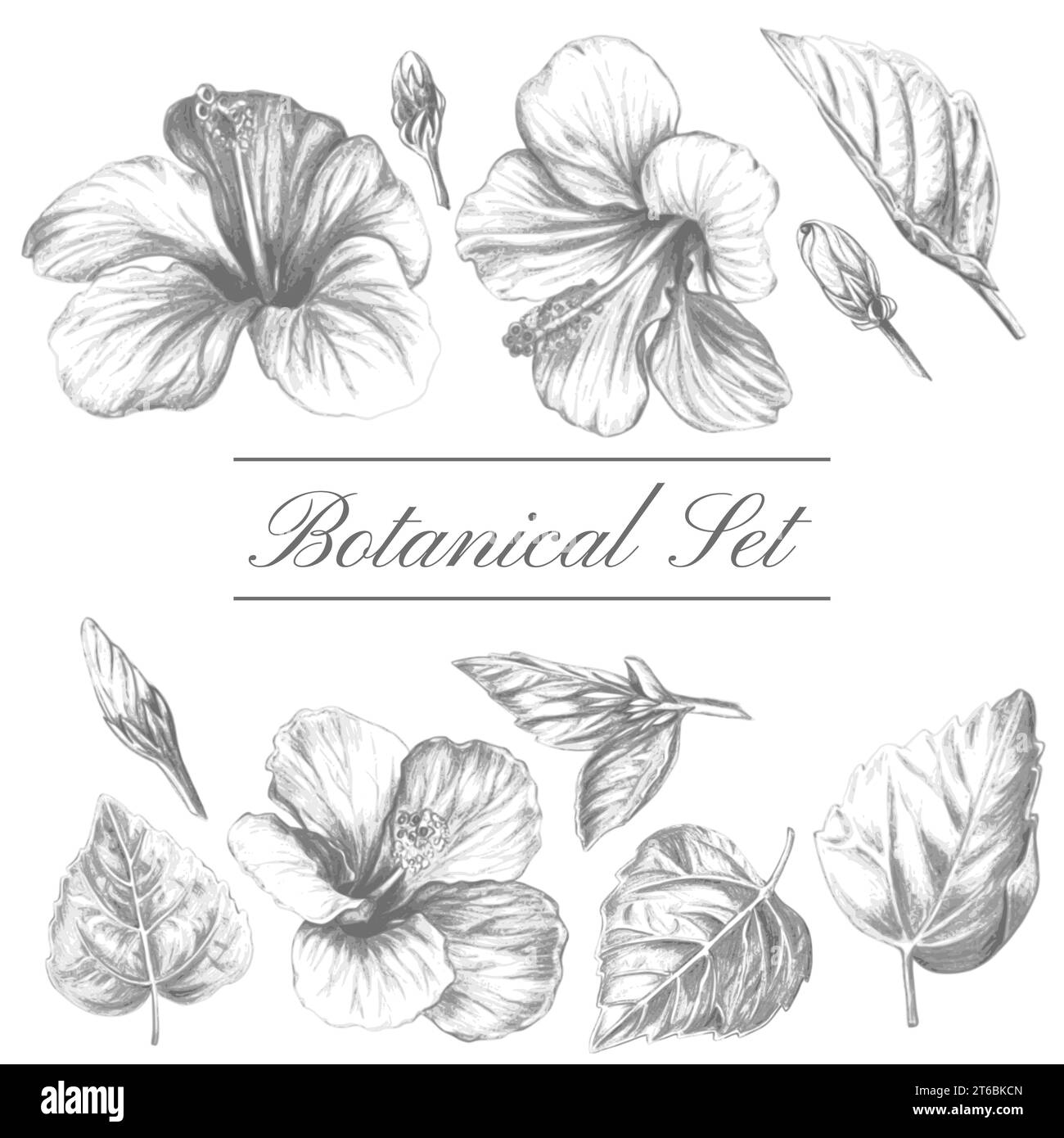 Fleurs et feuilles tropicales, ensemble botanique monochrome dessiné à la main isolé sur fond blanc. Illustration vectorielle vintage. Illustration de Vecteur