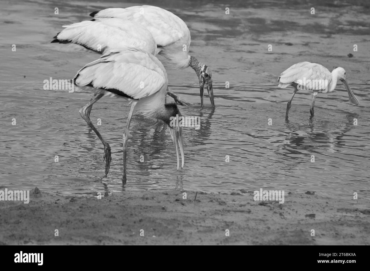 Le noir et blanc ajoute des détails aux images. Banque D'Images