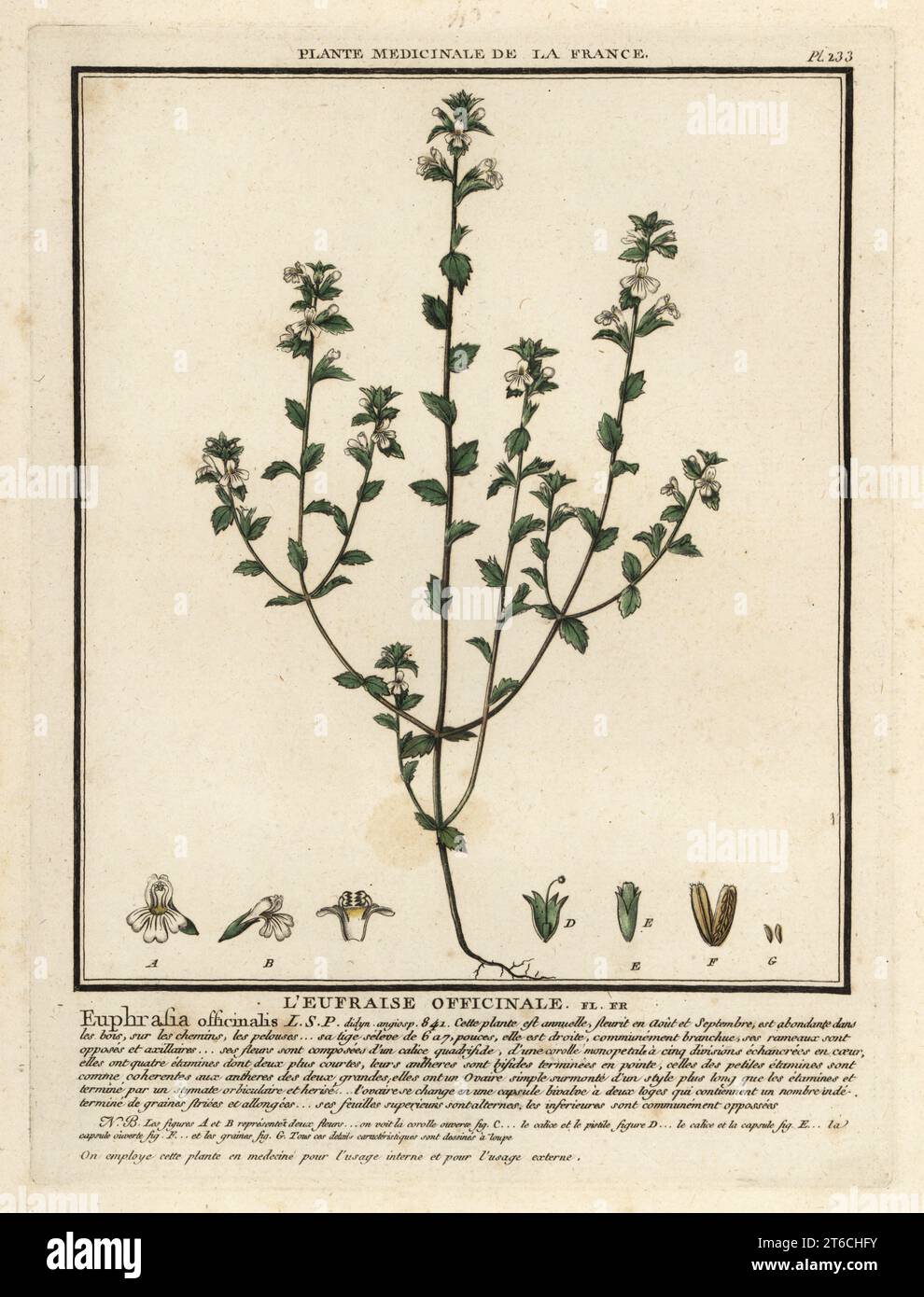 Eyebright ou Eyewort, Euphrasia rostkoviana. Leufraise officinale, Euphrasia officinalis. Gravure sur cuivre imprimée en trois couleurs par Pierre Bulliard à partir de son Herbier de la France, ou collection complète des plantes indigènes de ce royaume, Didot jeune, Debure et Belin, 1780-1793. Banque D'Images