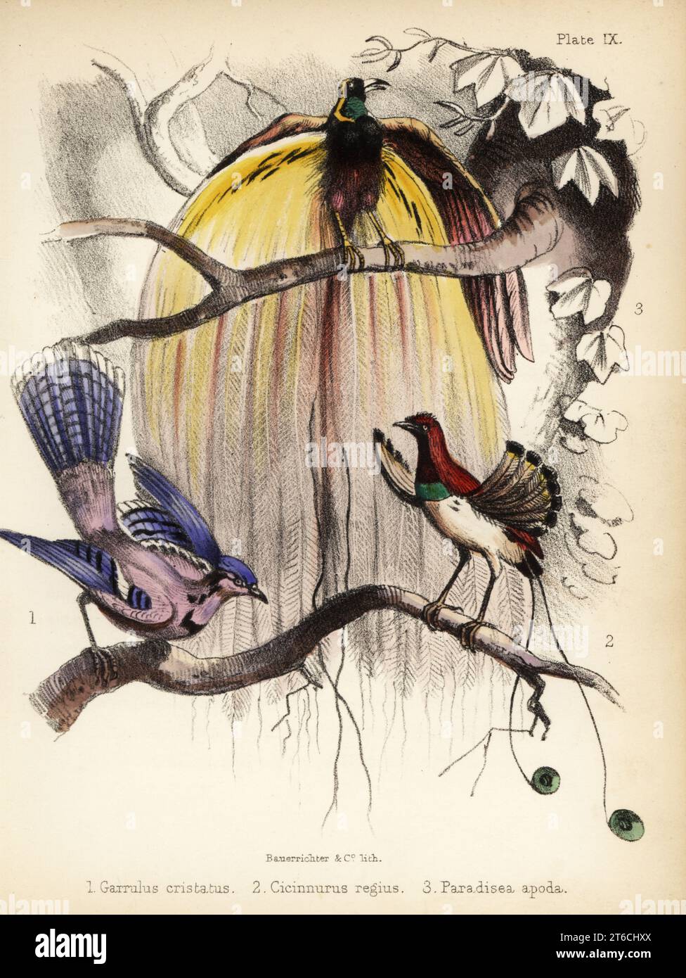 Blue jay, Cyanocitta cristata 1, King Bird-of-Paradise, Cicinnurus regius 2, et Greater Bird-of-Paradise, paradisaea apoda 3. Lithographie colorée à la main par Bauerrichter de Adam Whites Popular History of Birds, Lowell Reeve, Covent Garden, Londres, 1855. Banque D'Images