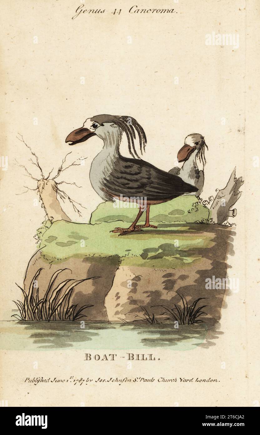 Bec de bateau ou héron à bec de bateau, Cochlearius cochlearius. Gravure sur cuivre coloriée à la main de Samuel Galton Jr.s Natural History of Birds contenant une variété de faits sélectionnés parmi plusieurs écrivains pour l'amusement et l'instruction des enfants, Londres, Joseph Johnson, 1791. Banque D'Images