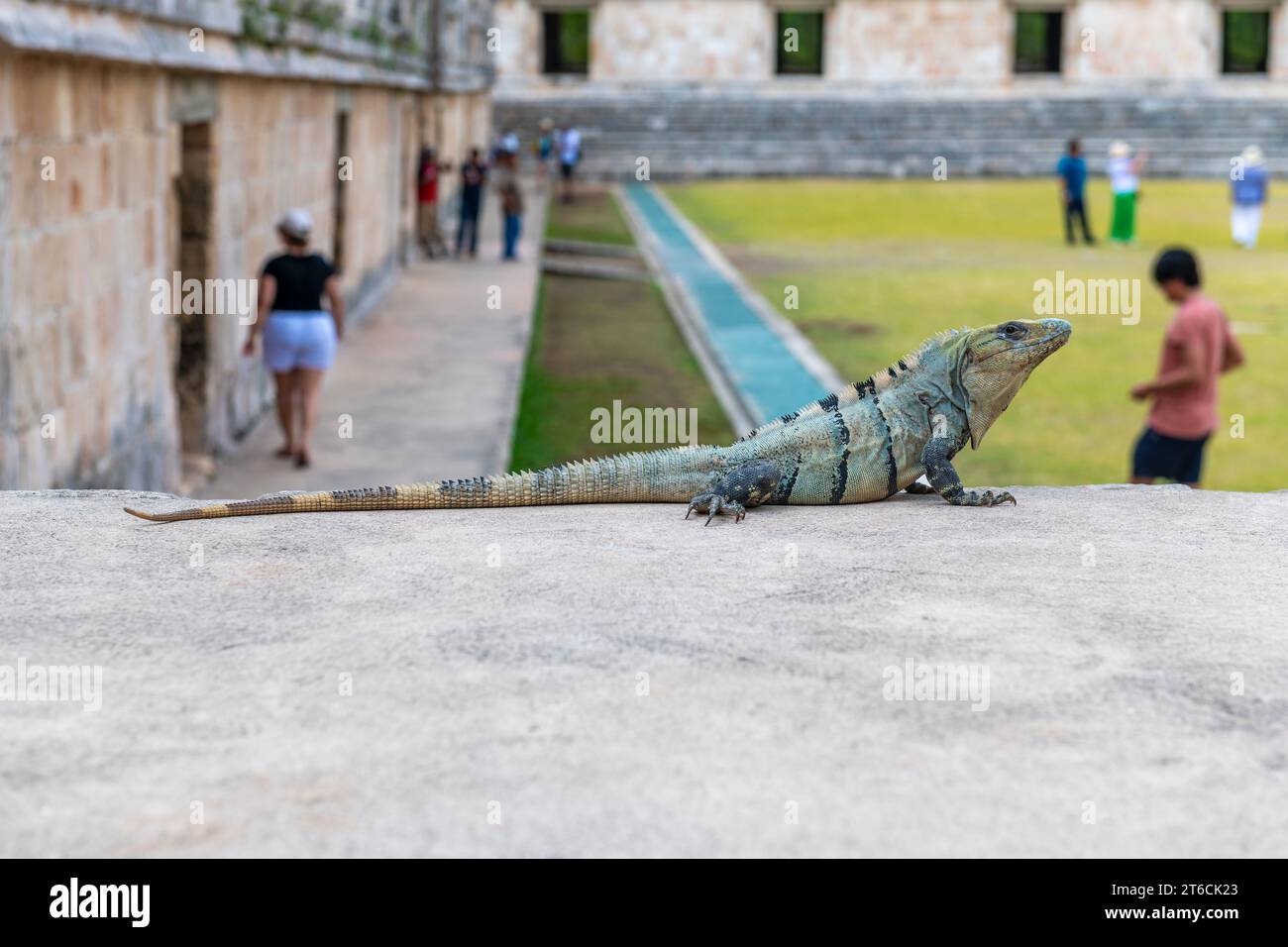 Iguane à queue d'épingle noire (Ctenosaura similis) dans les ruines mayas d'Uxmal, Yucatan, Mexique. Banque D'Images