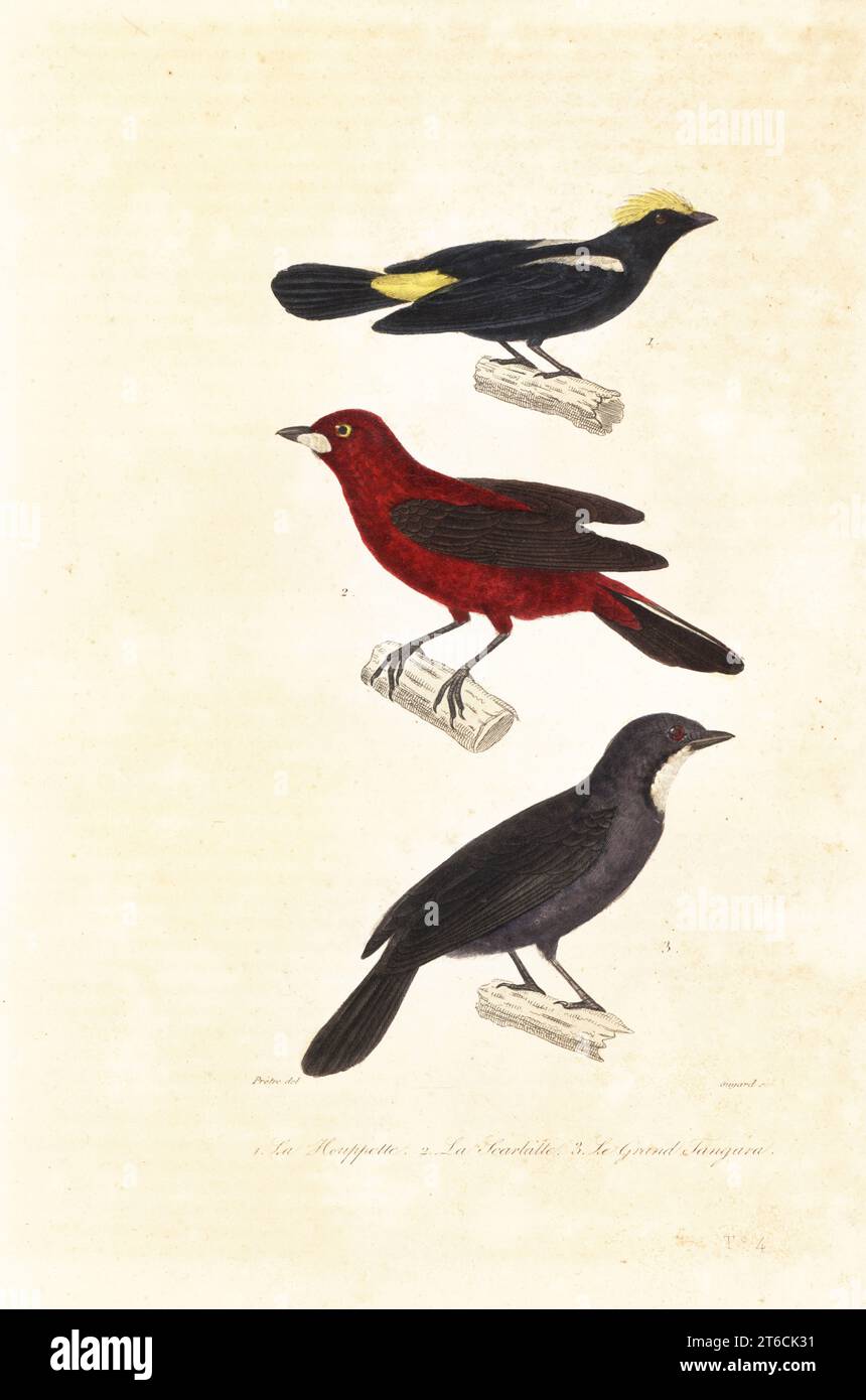 Tanager à crête de flamme, Tachyphonus cristatus 1, tanager brésilien, Ramphocelus bresilius 2, et saltateur à gorge bombée, . Saltator maximus 3. La houpette, Tanagra cristata, le scarlatte, Tanagra brasilia, le grand tangara, Tanagra magna. Gravure sur acier colorée à la main par Guyard d'après une illustration de Jean-Gabriel Pretre d'après les œuvres d'Achille Richard, complète de Buffon, Pourrat Frères, Paris, 1839. Banque D'Images