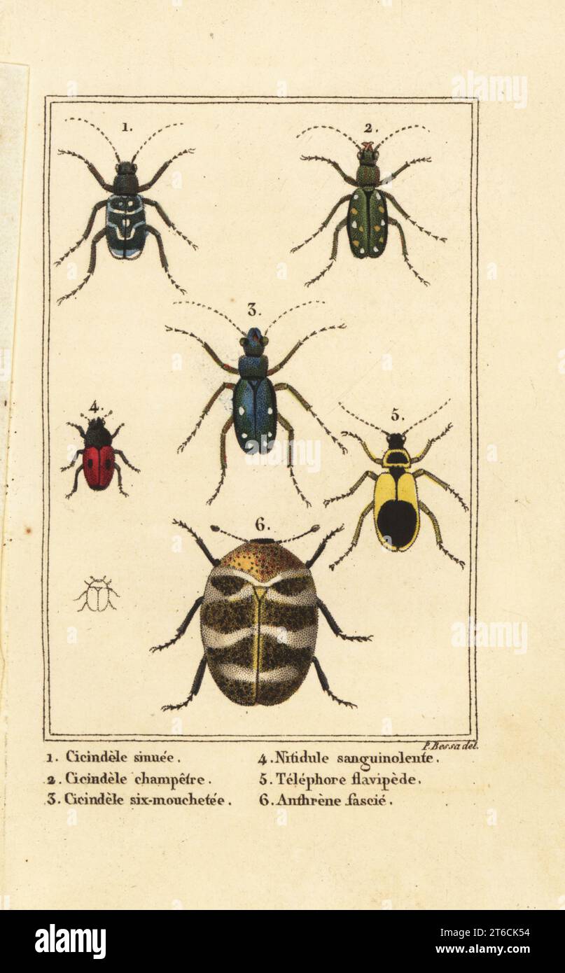 Coléoptères, Cicindela sinuata 1, Cicindela campestris 2, Cicindela sexguttata 3, Nitidula sanguinolenta 4, coléoptère du tapis varié, Telephore flavipede 5, Anthrenus verbasci 6. Gravure sur stipple colorée à la main par Pancrace Bessa de Charles Malos les insectes, Louis Janet, Paris, 1820. Banque D'Images