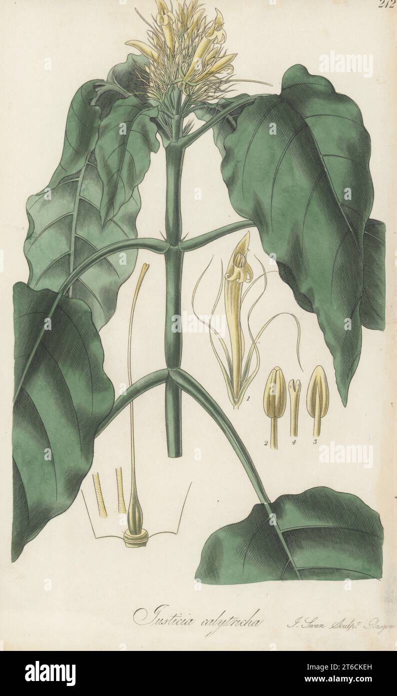 Schaueria calytricha. Originaire du Brésil, envoyé par Carl Friedrich Otto du jardin botanique de Berlin. Justicia à fleurs jaunes, Justicia calytricha. Gravure sur cuivre colorée à la main par Joseph Swan d'après une illustration botanique de William Jackson Hooker tirée de son Exotic Flora, William Blackwood, Édimbourg, 1827. Banque D'Images