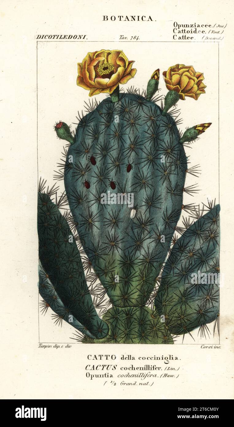 Poire pickly, Nopalea cochenillifera. Opuntia cochenillifera, Cactus cochenillifer, Catto della cocciniglia. Gravure en copperplate aux couleurs vives du Dizionario delle Scienze Naturali d'Antoine Laurent de Jussieu, Dictionnaire des sciences naturelles, Florence, Italie, 1837. Illustration gravée par Corsi, dessinée et dirigée par Pierre Jean-François Turpin, et publiée par Batelli e Figli. Turpin (1775-1840) est considéré comme l'un des plus grands illustrateurs botaniques français du XIXe siècle. Banque D'Images