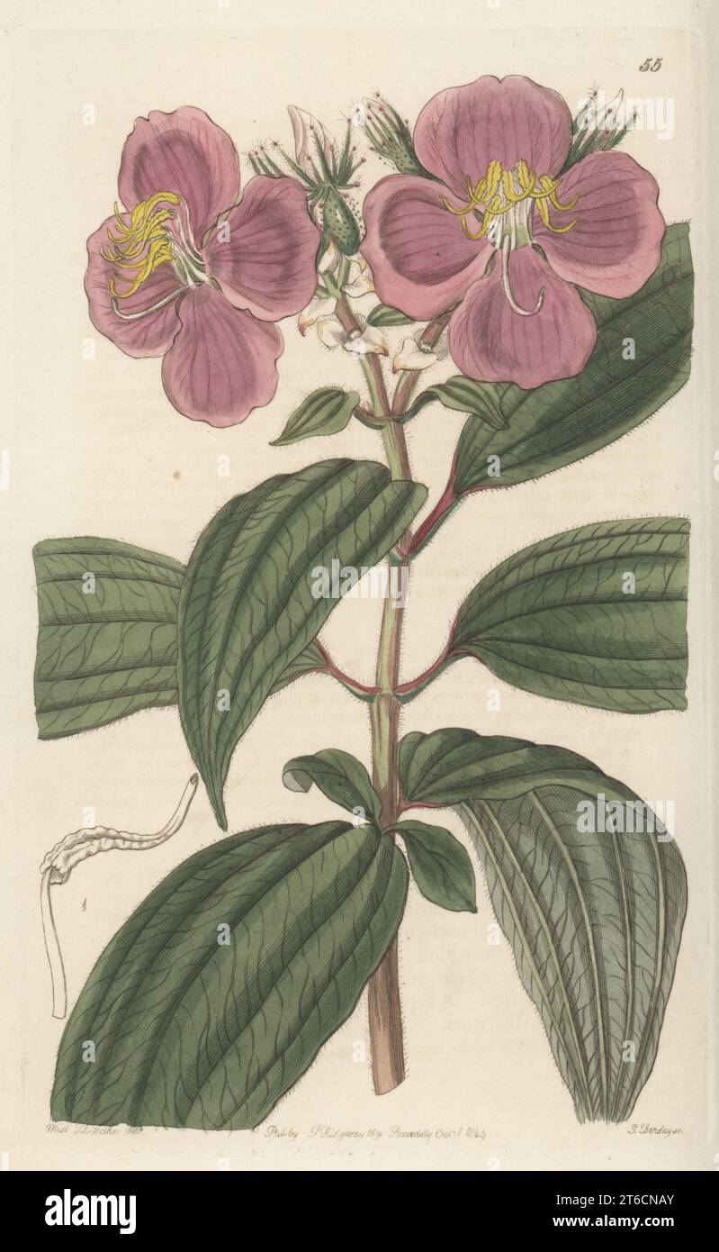 Osbeckia étoilé, Osbeckia stellata. Originaire du Népal, et dit être commun par le botaniste Dr John Forbes Royle. Gravure sur cuivre colorée à la main par George Barclay d'après une illustration botanique de Sarah Drake du Edwards Botanical Register, reprise par John Lindley, publiée par James Ridgway, Londres, 1844. Banque D'Images