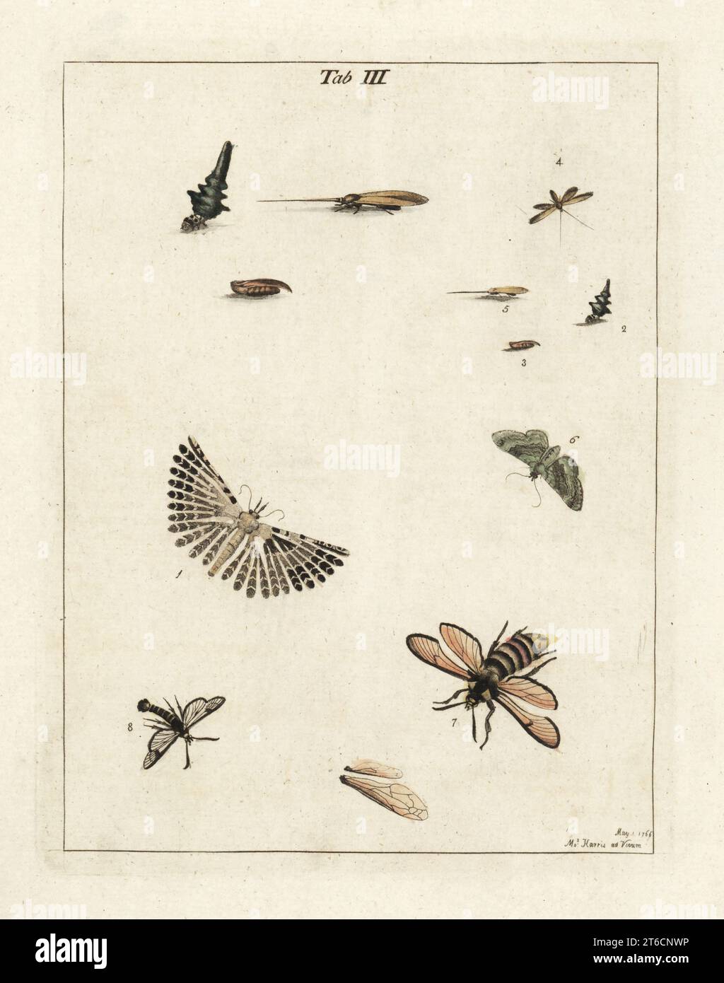 Vingt-panache, Alucita hexadactyla 1, éperon, la lance phalène 2-5, l'olivier 6, l'aile libre hornet, Sesia apiformis 7, et l'éperon à larges bordures, Hemaris fuciformis 8. Gravure de copperplate de couleur main dessinée et gravée par Moses Harris à partir de sa propre exposition d'insectes anglais, y compris les différentes classes de Neuroptera, Hyménoptères, Diptera, ou abeilles, mouches et Libellulae, White et Robson, Londres, 1782. Banque D'Images