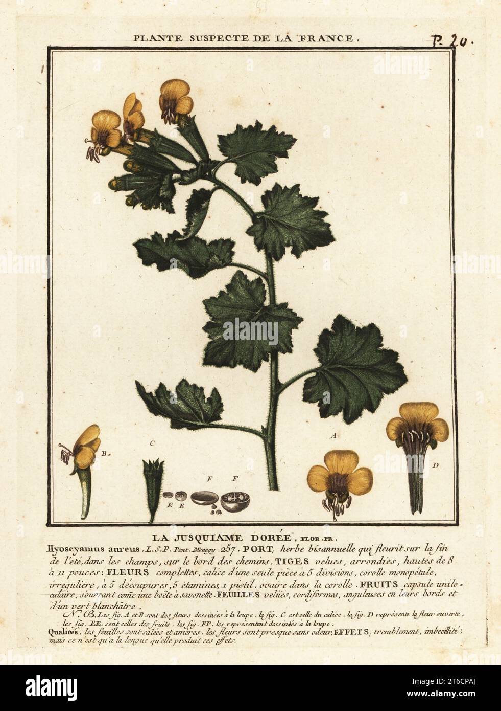 Golden henbane, la justiquiame doree, Hyoscymus aureus. Gravure en plaque de coperplate imprimée en trois couleurs par Pierre Bulliard de son Herbier de la France, ou collection complète des plantes indigénes de ce royaume, Didot jeune, Debure et Belin, 1780-1793. Banque D'Images