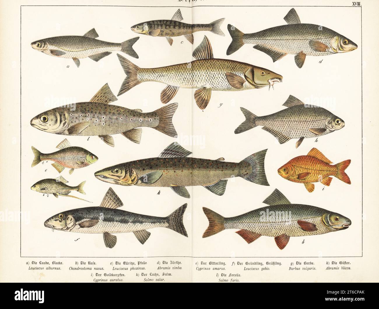 Misten, Alburus alburus a, nase, Chondrostoma nasus b, minnow, Phoxinus phoxinus c, vimba bream, Vimba vimba d, bitterling, Rhodeus amarus e, Piston, Gobio gobio f, barbel, barbus, bème blanc, Blicca bjoerkna h, poisson rouge, Carassius auratus i, et saumon de l'Atlantique, Salmo salar k. Chromolithograph de Gotthilf Heinrich von Schubert, Histoire naturelle des royaumes animaux pour l'école et la maison (Naturgeschichte des Tierreichs fur Schule und Haus), Schreiber, Munich, 1886. Banque D'Images