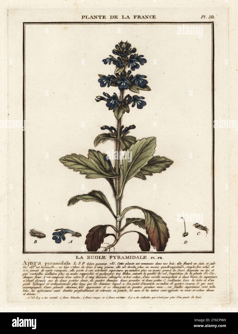 Bugle pyramidal, la bugle pyramidale, Ajuga pyramidalis. Gravure en plaque de coperplate imprimée en trois couleurs par Pierre Bulliard de son Herbier de la France, ou collection complète des plantes indigénes de ce royaume, Didot jeune, Debure et Belin, 1780-1793. Banque D'Images
