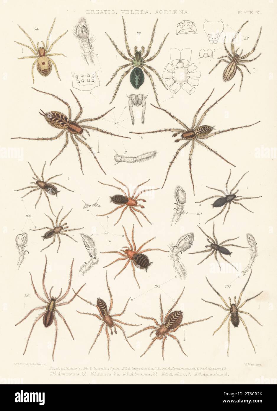 Nigma puella 94, araignée à pattes plumes, Uloborus walkenaerius 96, Agelena labyrinthica 97, araignée naine, Cryphoeca silvicola 98, queue de marais, Antistea elegans 99, queue commune peignée, Hahnia montana 100, Hahnia nava 101, lampe fée araignée, Agroeca brunnea 102, araignées sac, Scotina celans 103, et Scotina gracilipes 104. Ergatis, Veleda, Agelena. Lithographie colorée à la main de W. West d'après Tuffen West de John Blackwalls A History of the Spiders of Great Britain and Ireland, Ray Society, Londres, 1861. Banque D'Images