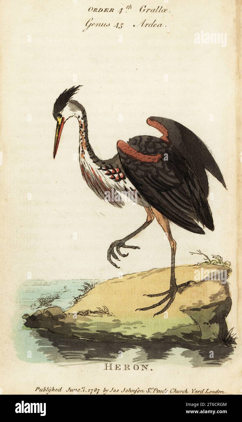 Héron nord-américain de couleur frêne, Ardea fusca. Gravure sur cuivre colorée à la main d'après George Edwards de Samuel Galton Jr.s Natural History of Birds contenant une variété de faits sélectionnés parmi plusieurs écrivains pour l'amusement et l'instruction des enfants, Londres, Joseph Johnson, 1791. Banque D'Images