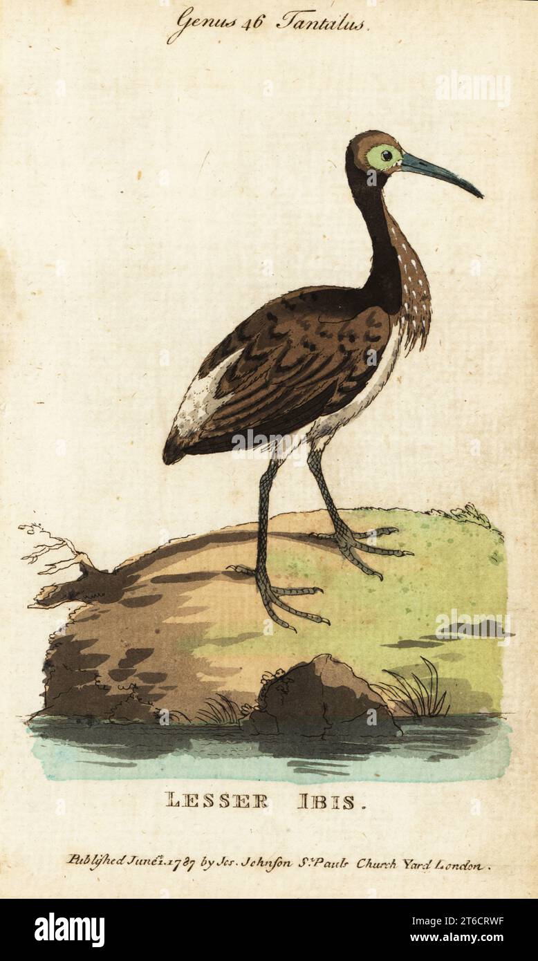 Ibis à col paille, Threskiornis spinicollis. Gravure sur cuivre coloriée à la main de Samuel Galton Jr.s Natural History of Birds contenant une variété de faits sélectionnés parmi plusieurs écrivains pour l'amusement et l'instruction des enfants, Londres, Joseph Johnson, 1791. Banque D'Images