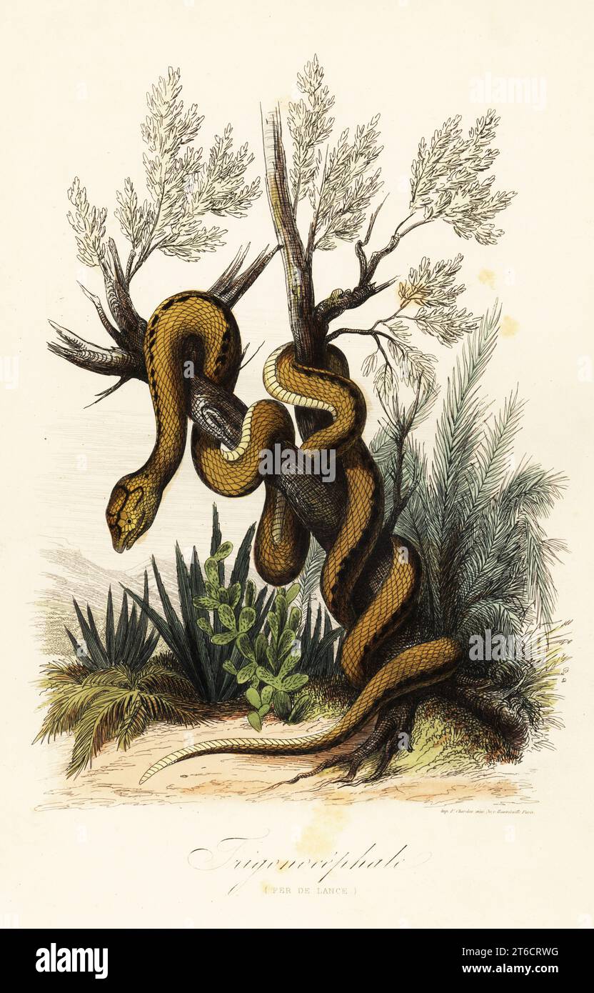 Vipère à fosse de Martinique, Bothrops lanceolatus. Trigonecephale (fer de lance). Gravure sur acier colorée à la main imprimée par F. Chardon du Musée Achille Comtes dHistoire naturelle, Muséum d'Histoire naturelle, Gustave Hazard, Paris, 1854. Banque D'Images