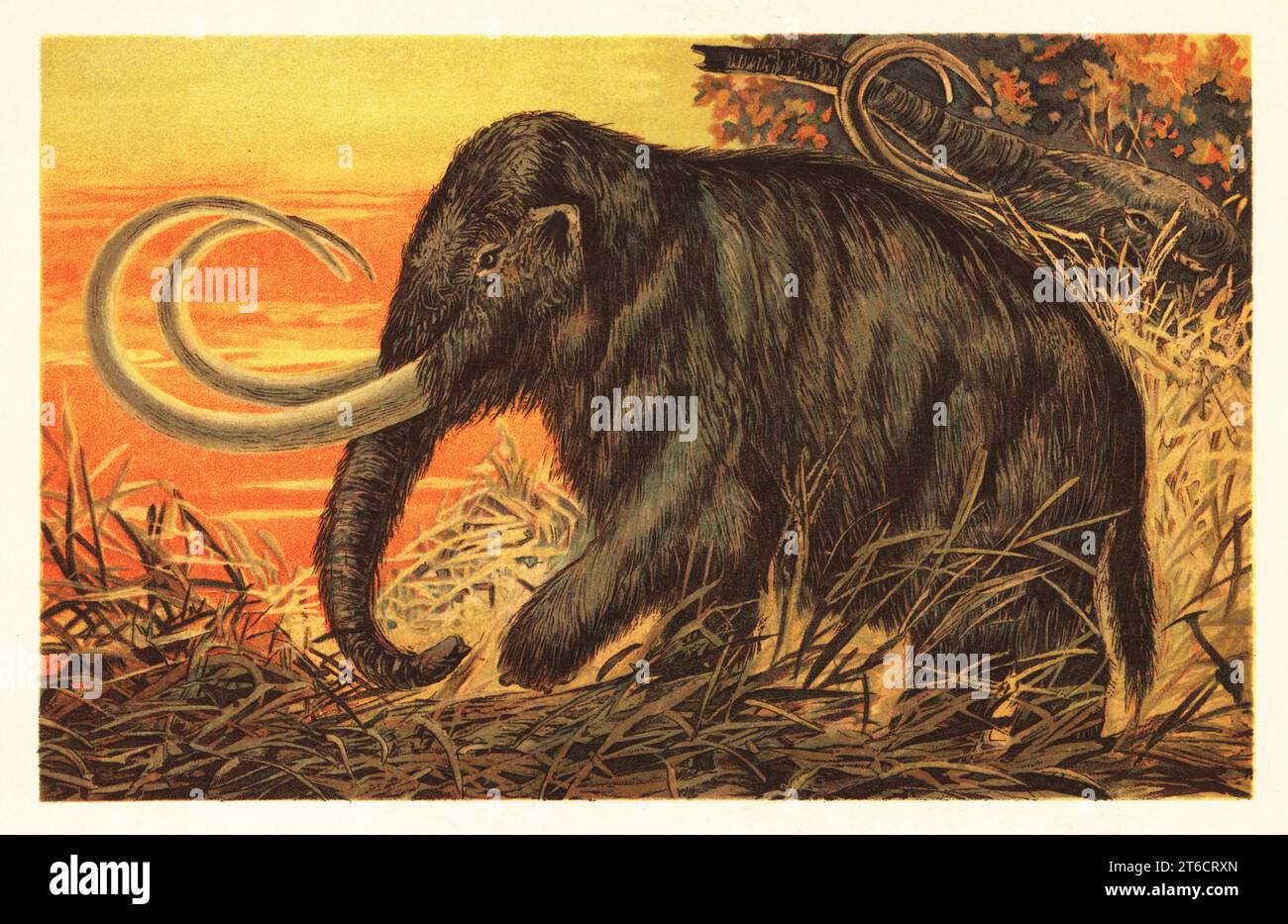 Mammouth laineux ou mammouth de toundra, Mammuthus primigenius, Pléistocène jusqu'à son extinction dans l'Holocène. DAS Mammut, Elephas primigenius, Blumb. Illustration imprimée en couleur par F. John de Wilhelm Bolsches Tiere der Urwelt (animaux du monde préhistorique), Reichardt Cocoa Company, Hambourg, 1908. Banque D'Images