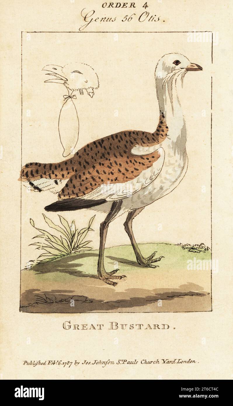 Grande outarde, Otis tarda. Vulnérable. Gravure sur cuivre coloriée à la main de Samuel Galton Jr.s Natural History of Birds contenant une variété de faits sélectionnés parmi plusieurs écrivains pour l'amusement et l'instruction des enfants, Londres, Joseph Johnson, 1791. Banque D'Images