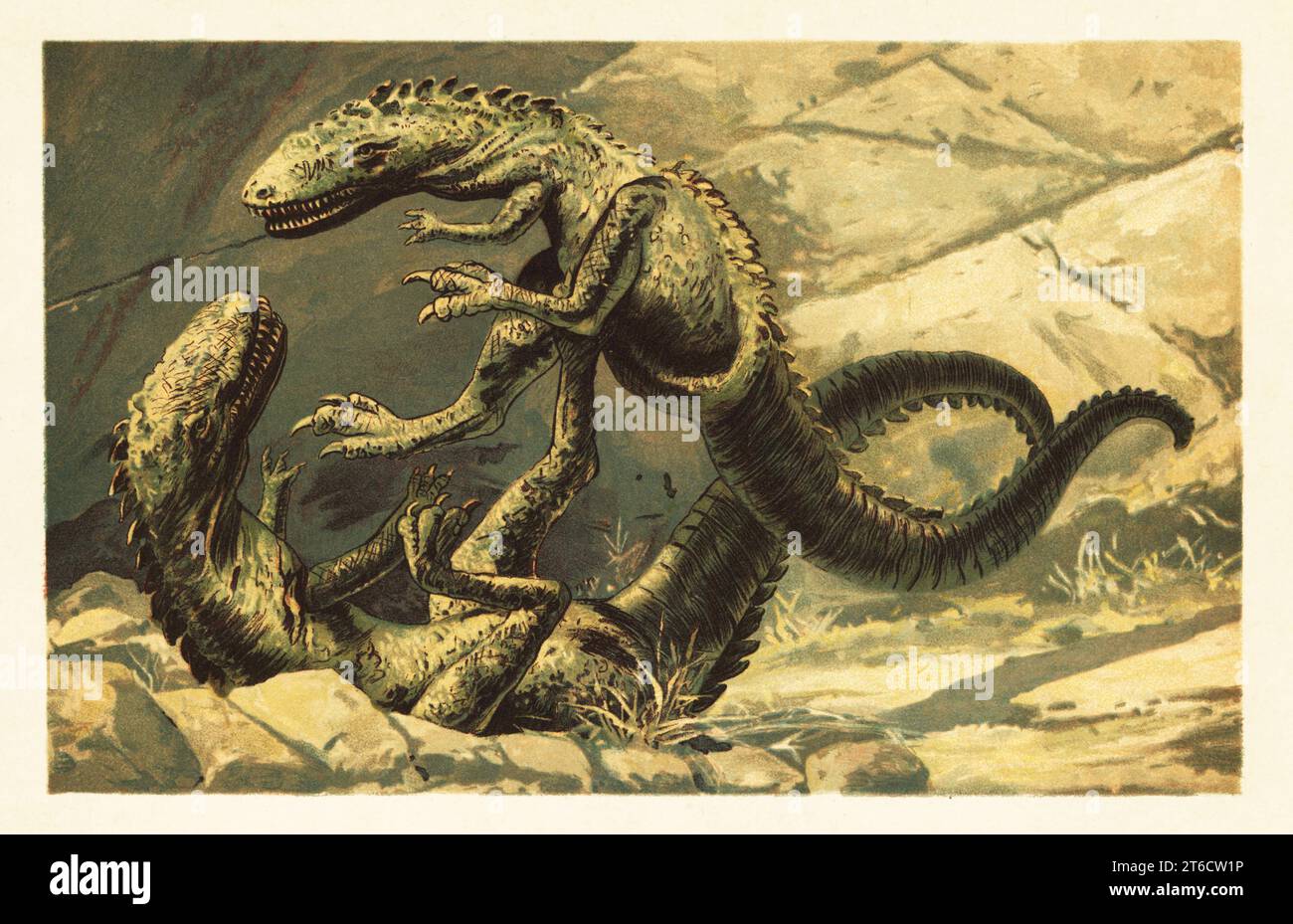 Deux Dryptosaurus aquilunguis, une espèce éteinte de Tyrannosauroide qui a vécu pendant ce dernier Crétacé. Laelaps aquilunguis Cope (Kanguruh-Dinosaurier) im Kampf. Illustration imprimée en couleur par F. John de Wilhelm Bolsches Tiere der Urwelt (animaux du monde préhistorique), Reichardt Cocoa Company, Hambourg, 1908. Banque D'Images