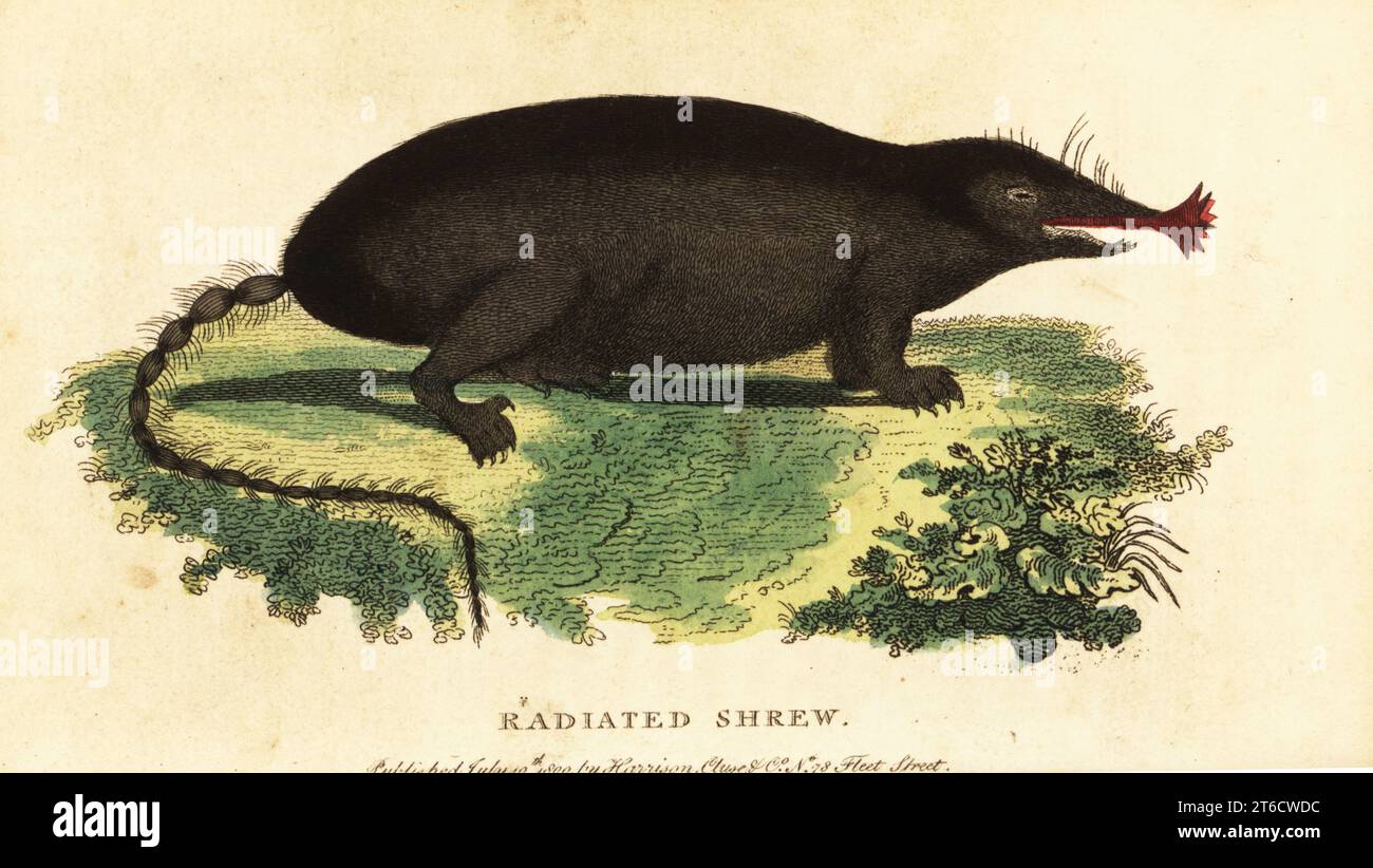 Star nosed mole condylura cristata Banque de photographies et d’images à haute résolution Alamy