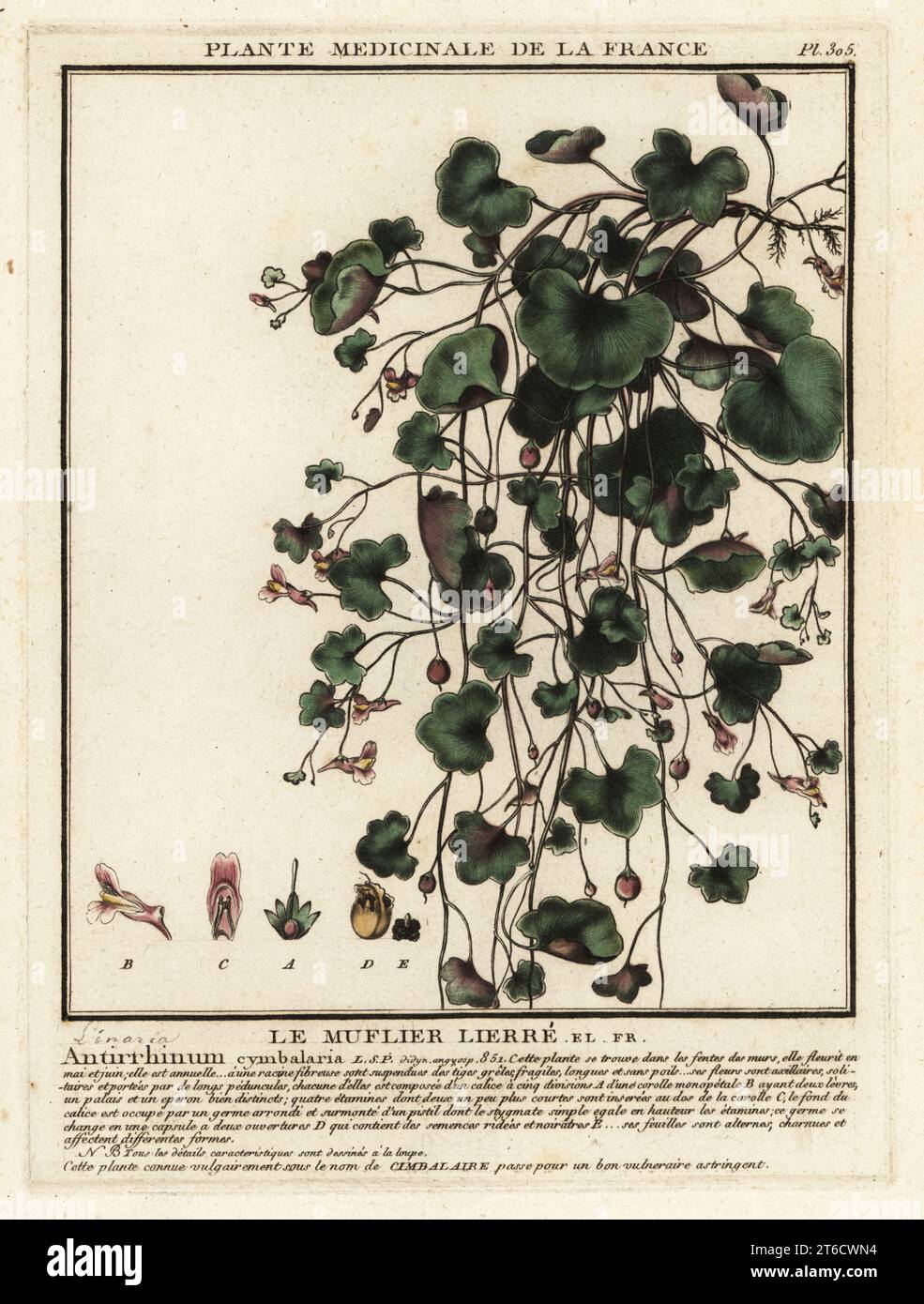 Lin Ã feuilles d'Ivy, Cymbalaria muralis. Le muflier lierre, Antirrhinum cymbalaria. Gravure en plaque de coperplate imprimée en trois couleurs par Pierre Bulliard de son Herbier de la France, ou collection complète des plantes indigénes de ce royaume, Didot jeune, Debure et Belin, 1780-1793. Banque D'Images