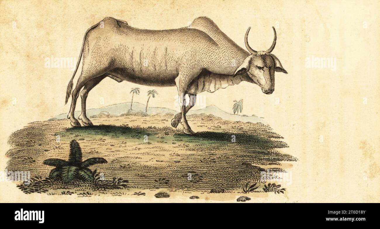 Buffle d'eau, Bubalus bubalus. Buffle de Surat, Bos bubalus. Gravure sur cuivre colorée à la main du Naturalists Pocket Magazine, Harrison, Fleet Street, Londres, 1800. Banque D'Images