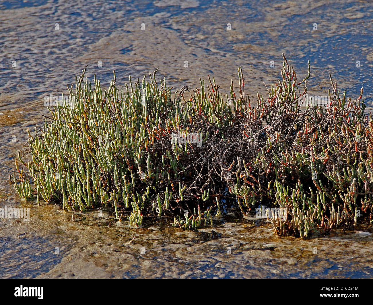 Salicornia, pickleweed, à Palo Alto Baylands nature Preserve le long de la baie de San Francisco, Californie Banque D'Images