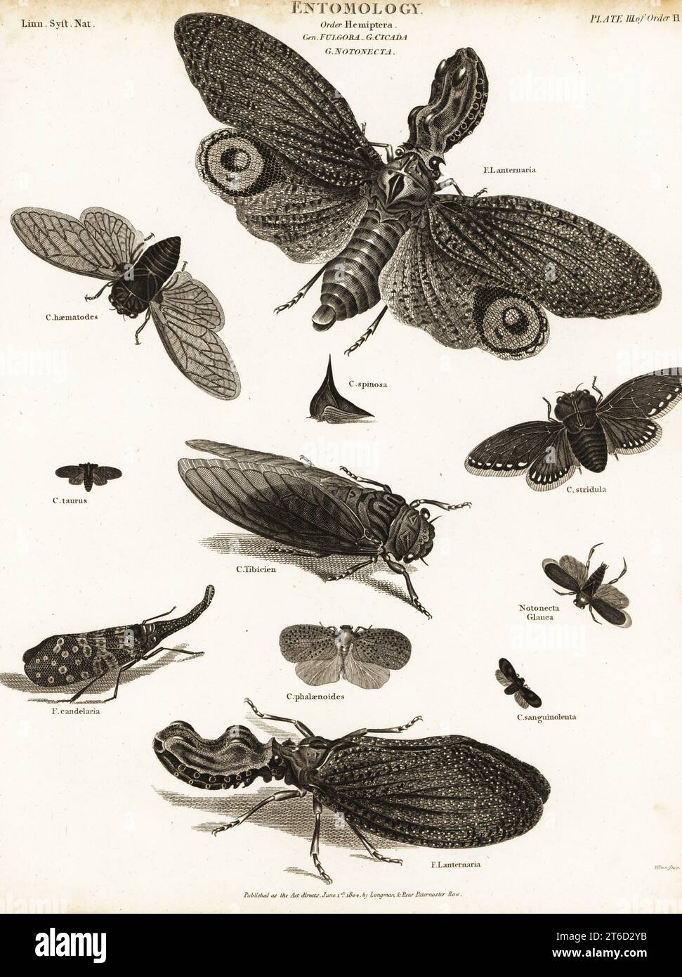 Lanterne, cigadas, planthoppers, etc. Lanterne, Fulgora lanternaria,Pyrops candelaria, cicada rouge, Tibicina haematodes, Cicada taurus, Champaka spinosa,Cicada tibicien, Poekilloptera phalaenoides.Gravure sur plaque de coperplate de Milton de la Cyclopedia d'Abraham Rees ou du Dictionnaire universel des arts, des sciences et de la littérature, Longman et Rees, Londres, 1804. Banque D'Images