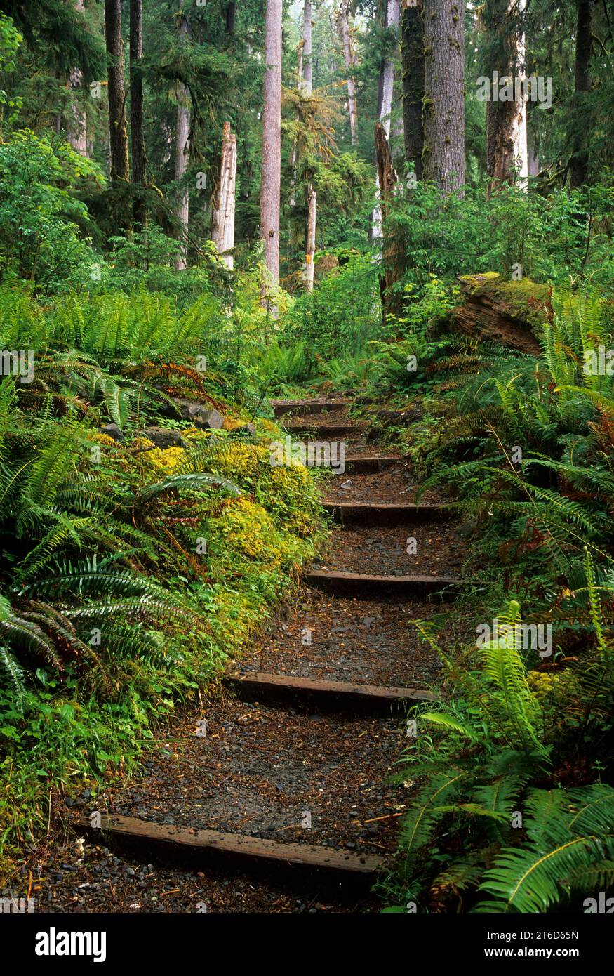 Hall of Mosses Trail, parc national olympique, Washington Banque D'Images