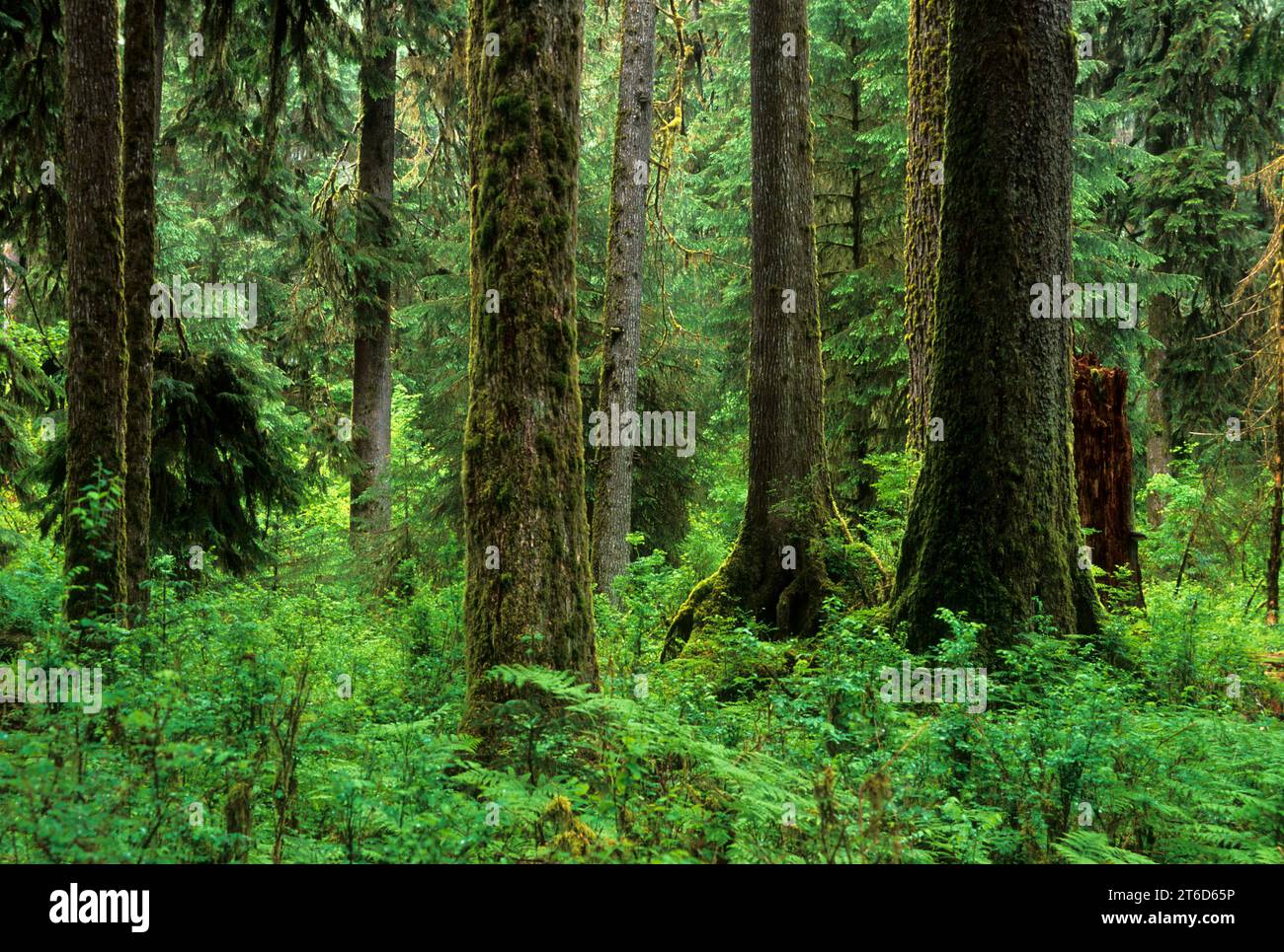 Forêt ancienne sur le sentier Hall of Mosses, Parc national olympique, Washington Banque D'Images