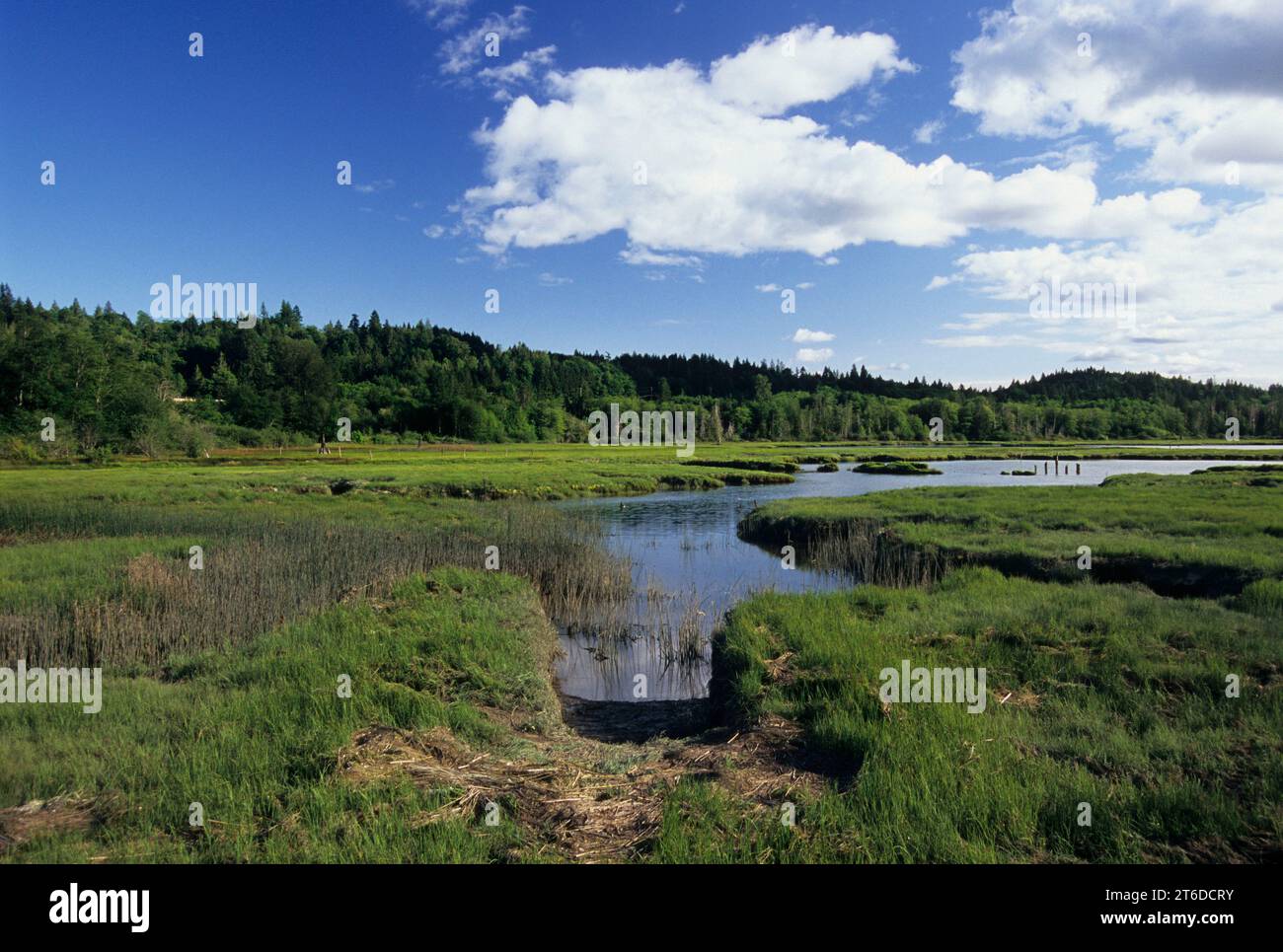 Estuaire de la rivière Union sur le canal Hood, Belfair-Theler Wetland Park, Belfair, Washington Banque D'Images
