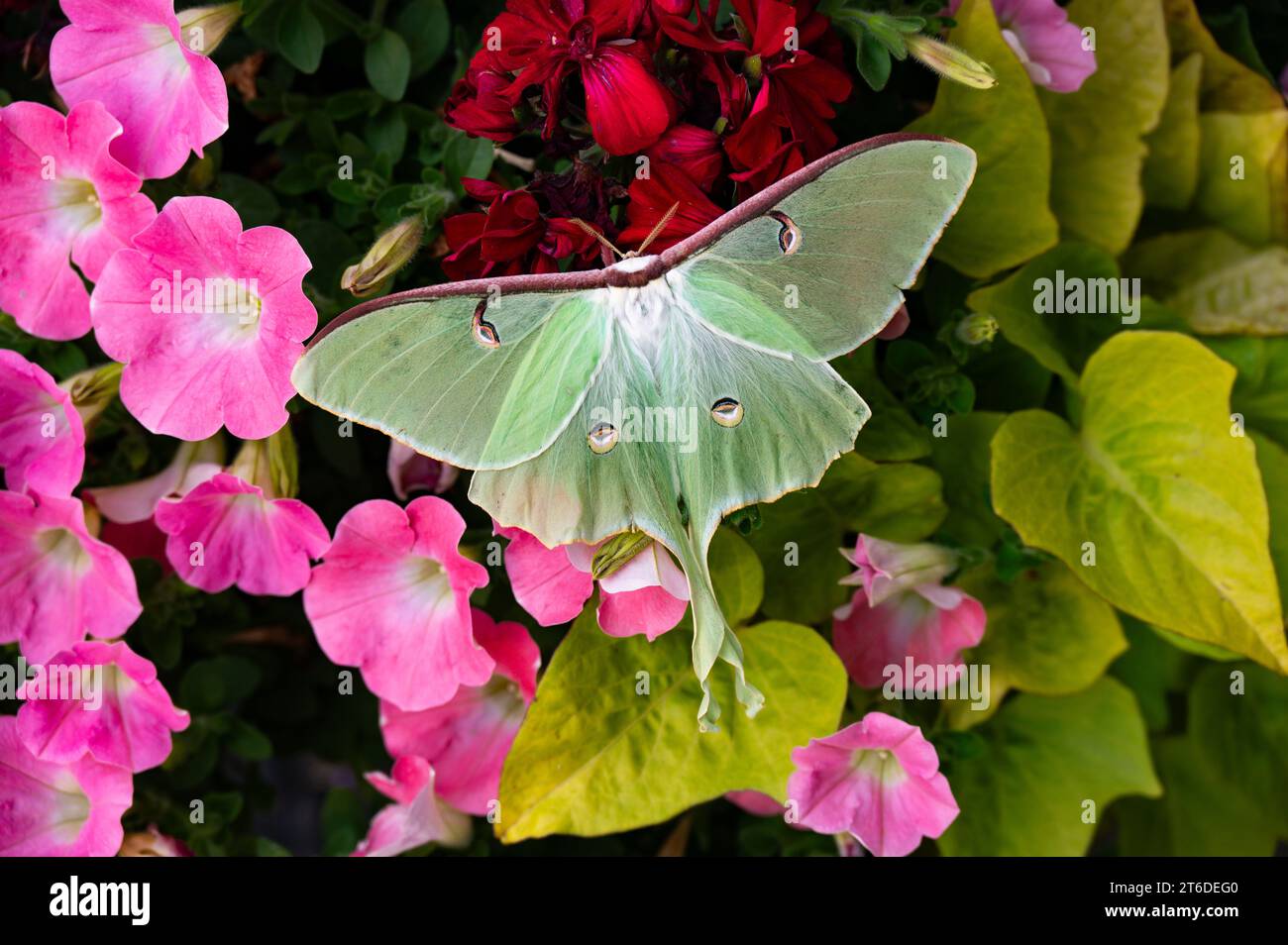 Un papillon de nuit luna, Actias luna, assis sur un tonneau de fleurs assorties dans un jardin à Speculator, NY USA Banque D'Images
