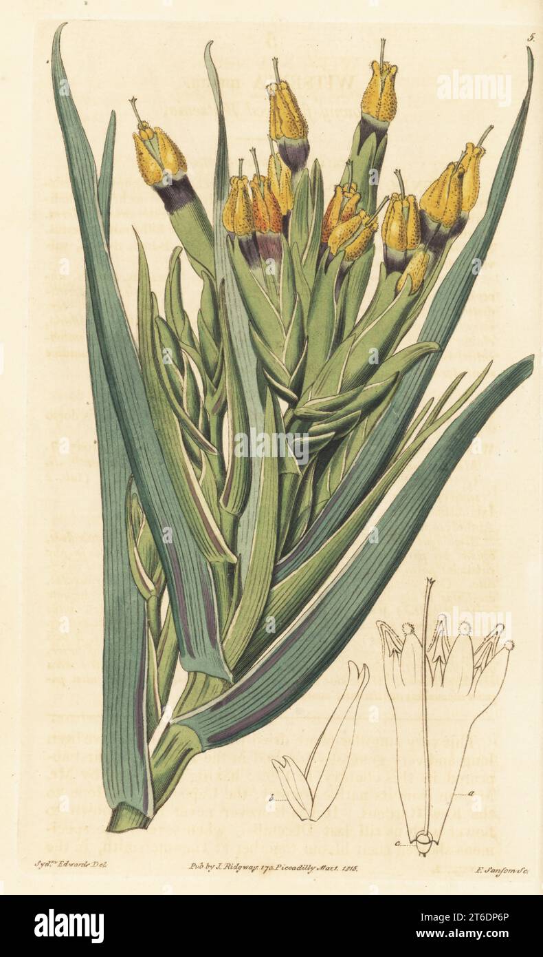 Witsenia à fleurs duveteuses, Witsenia maura. Envoyé d'Afrique du Sud par le botaniste écossais Francis Masson à Kew Gardens. Nommé en l'honneur du patron néerlandais de botanique Nicolaas Witsen. Gravure sur cuivre colorée à la main par Francis Sansom d'après une illustration botanique de Sydenham Edwards de son propre registre botanique, J. Ridgeway, Londres, 1815. Banque D'Images