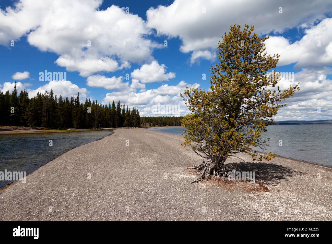 La digue artificielle sur le lac Yellowstone près de Grant Village aurait été construite pour être utilisée par des entraîneurs de scène à la fin du 19e et au début du 20e siècle. Banque D'Images