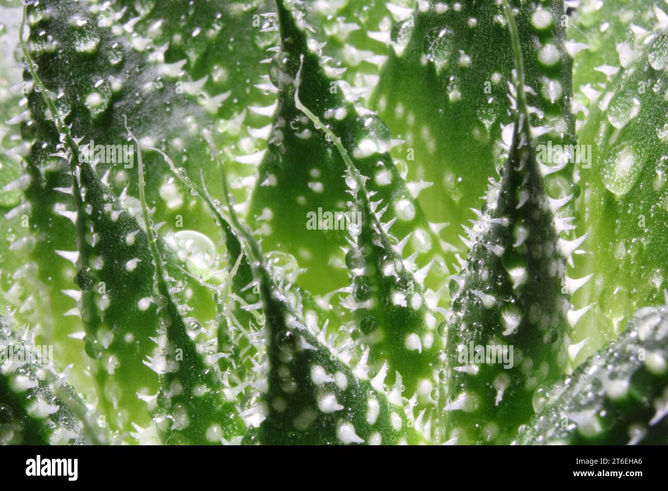 Nahaufnahme eines grünen Sukkulenten mit Wassertropfen darauf Banque D'Images
